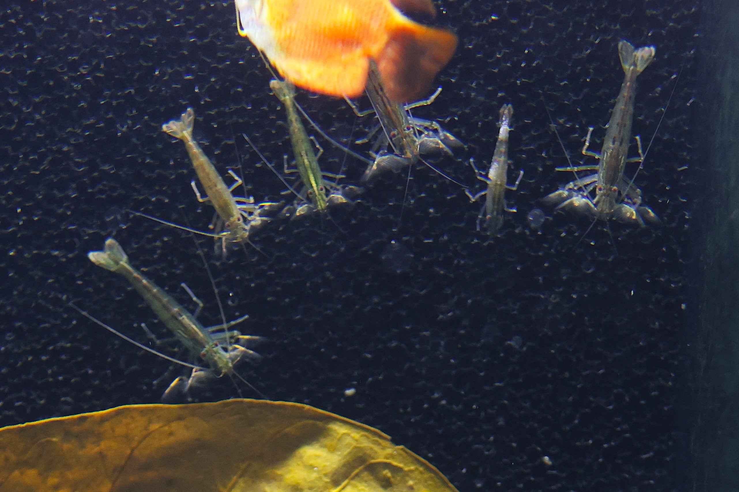 Riffle Shrimp