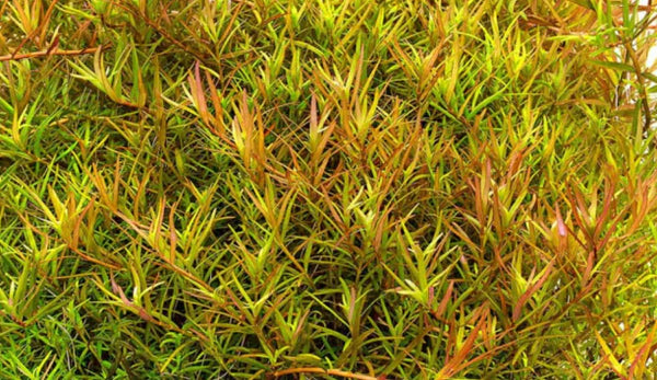 Rotala rotifundifolia Laos Pot 5cm (RARE)