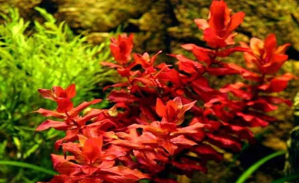 Rotala macranda "Red" 5cm Pot