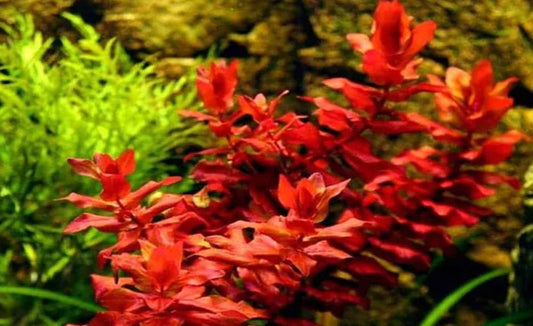 Rotala macranda "Red" 5cm Pot
