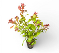 Ludwigia natans