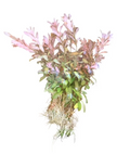 Ludwigia inclinata