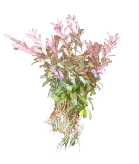 Ludwigia inclinata