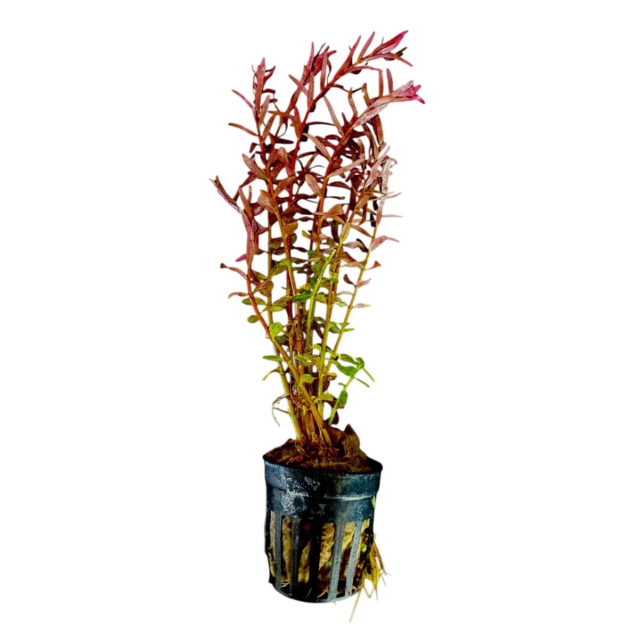 Rotala bloodii