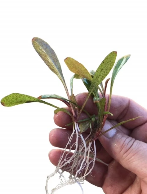 Lysimachia parvifolia