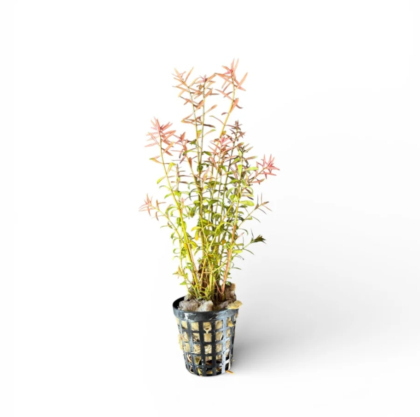 Ludwigia arcuata