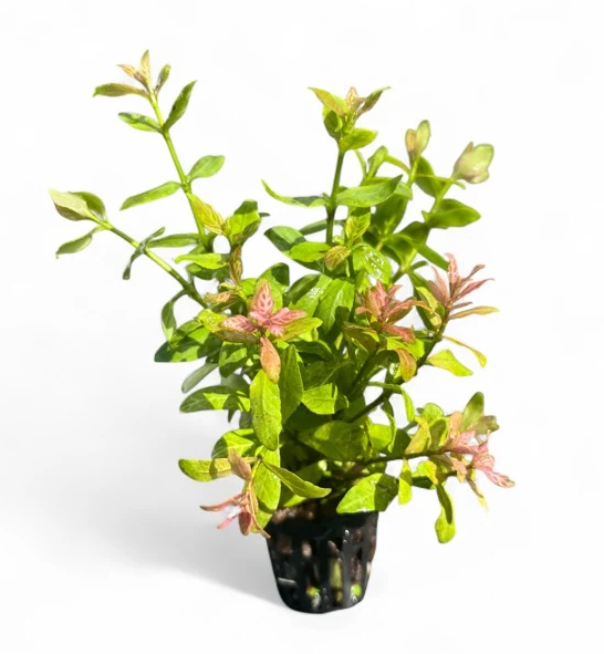 Hygrophila rosanervig