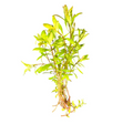 Ludwigia inclinata 'Cuba'