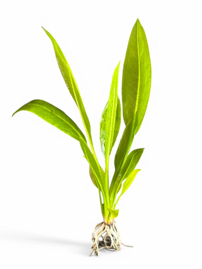 Echinodorus amazonicus