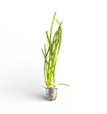 Thin Vallisneria 'Thin Veil'