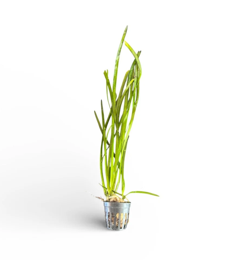 Thin Vallisneria 'Thin Veil'