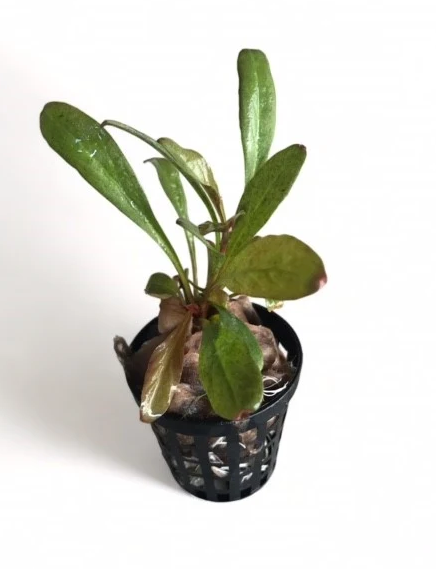 Lysimachia parvifolia