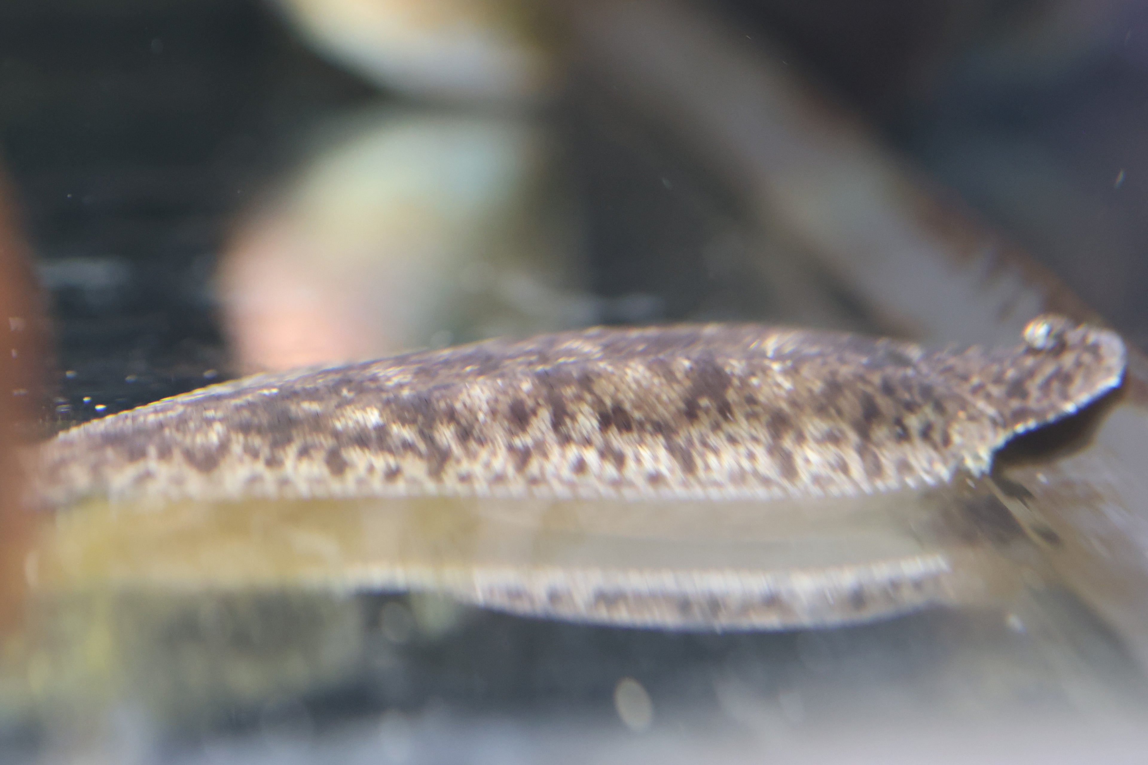 Freshwater Sole