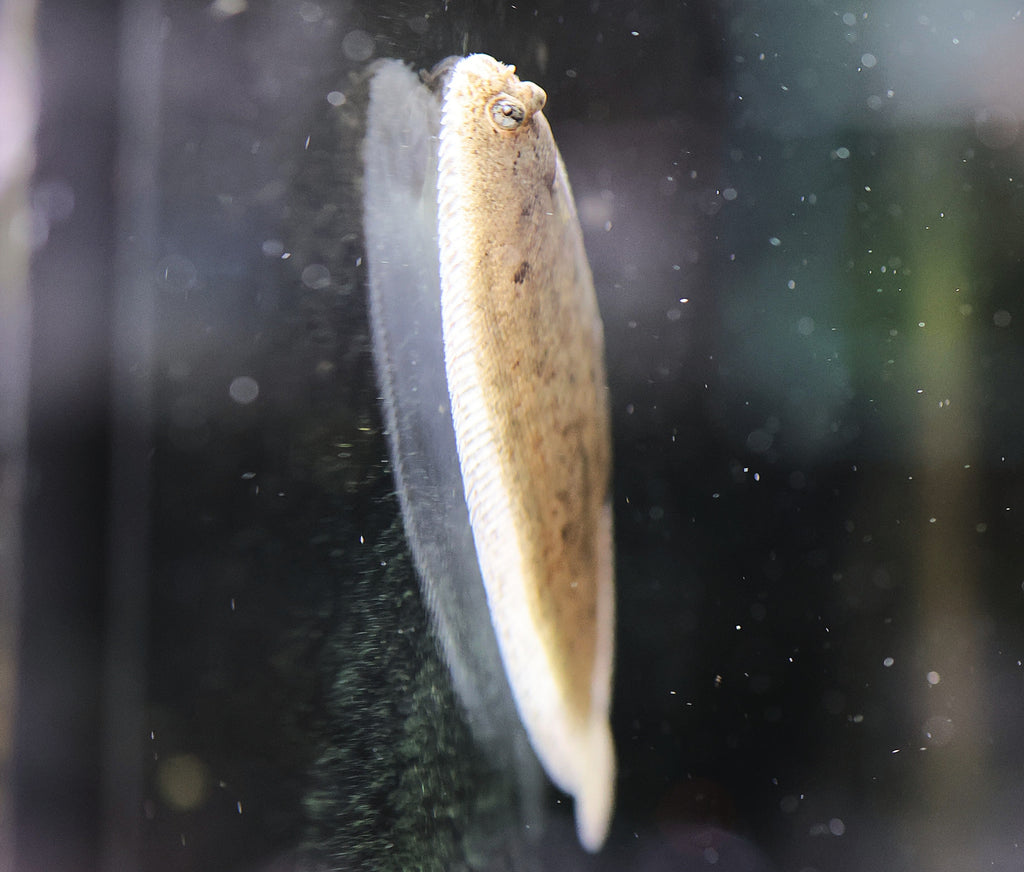 Freshwater Sole