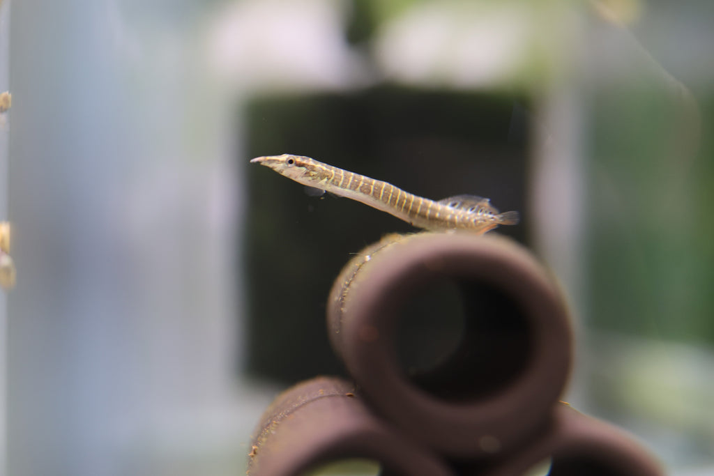 Spiny Eel