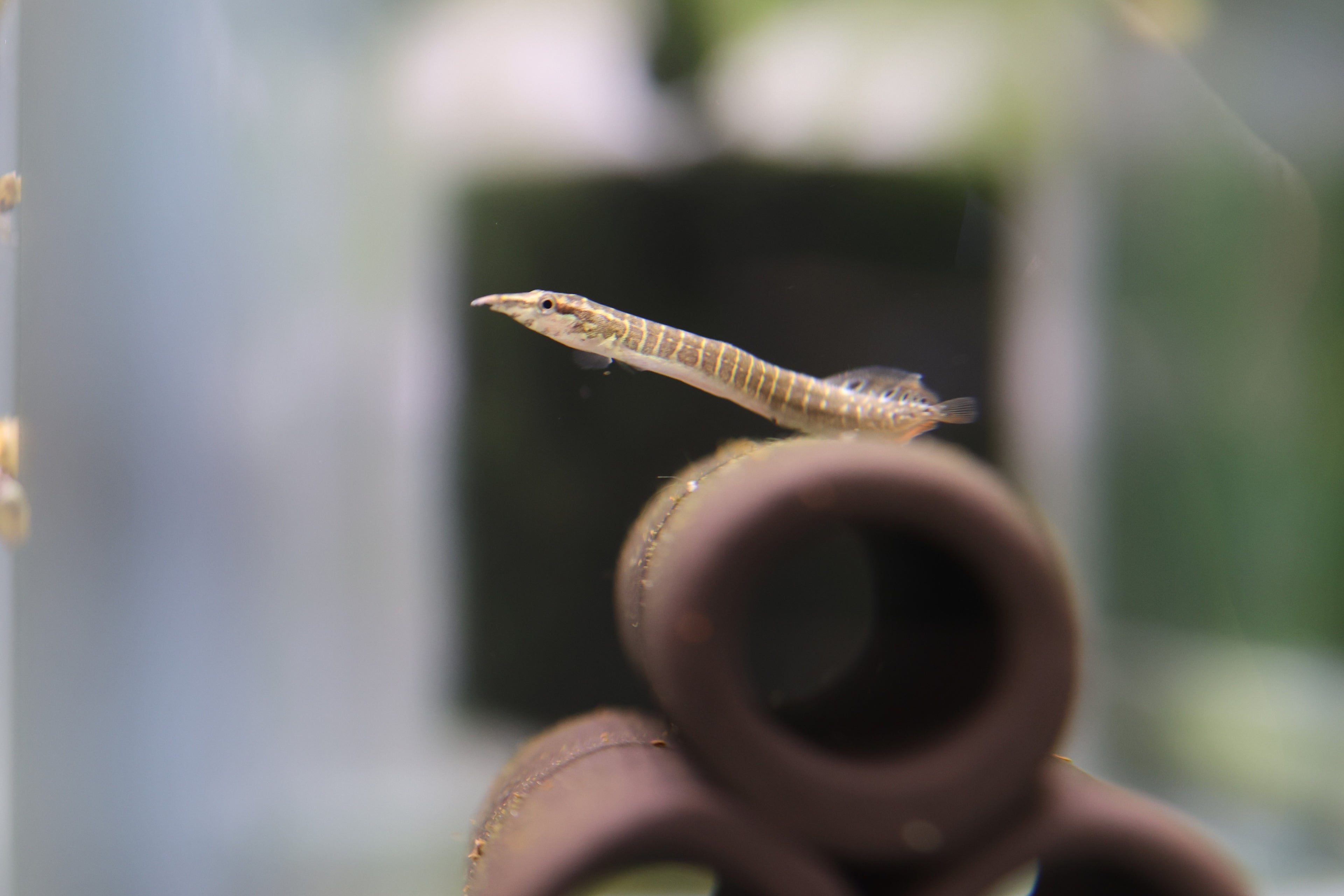 Spiny Eel
