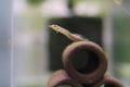 Spiny Eel