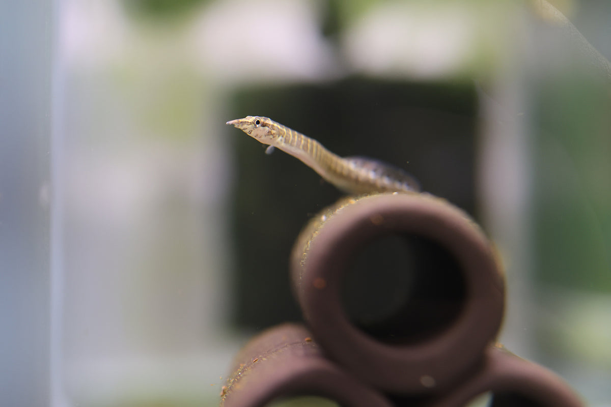 Spiny Eel