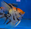 Tricolour Angelfish