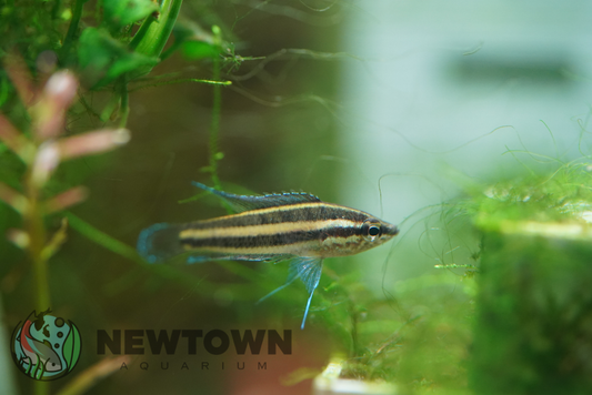 Licorice Gourami