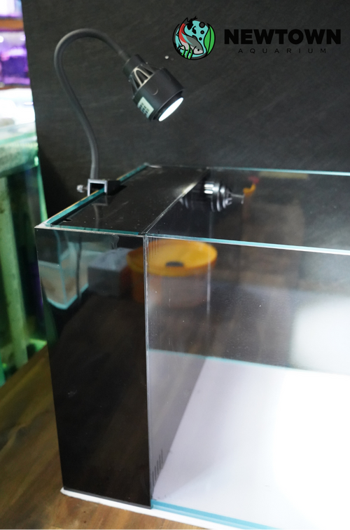 Absolute Riverina Glass Tank 122x36x36 10mm PICKUP ONLY