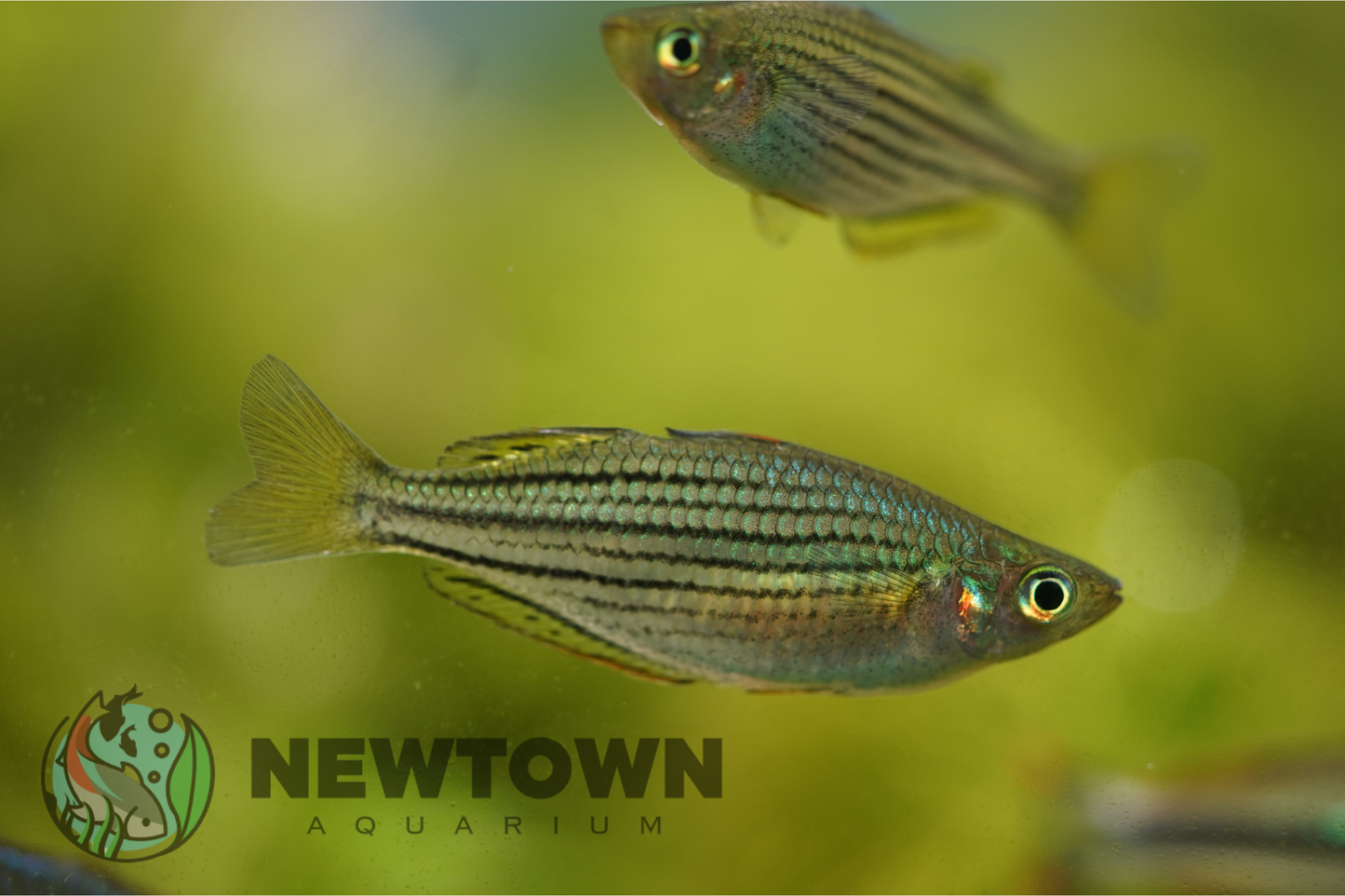Skull Creek Rainbowfish