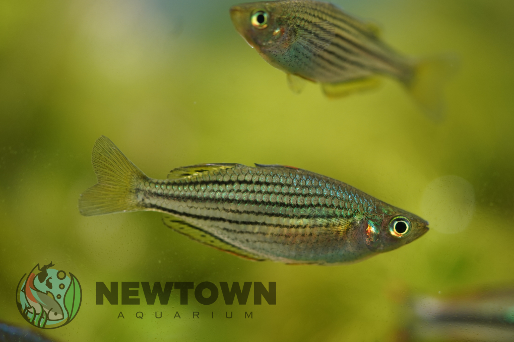Skull Creek Rainbowfish
