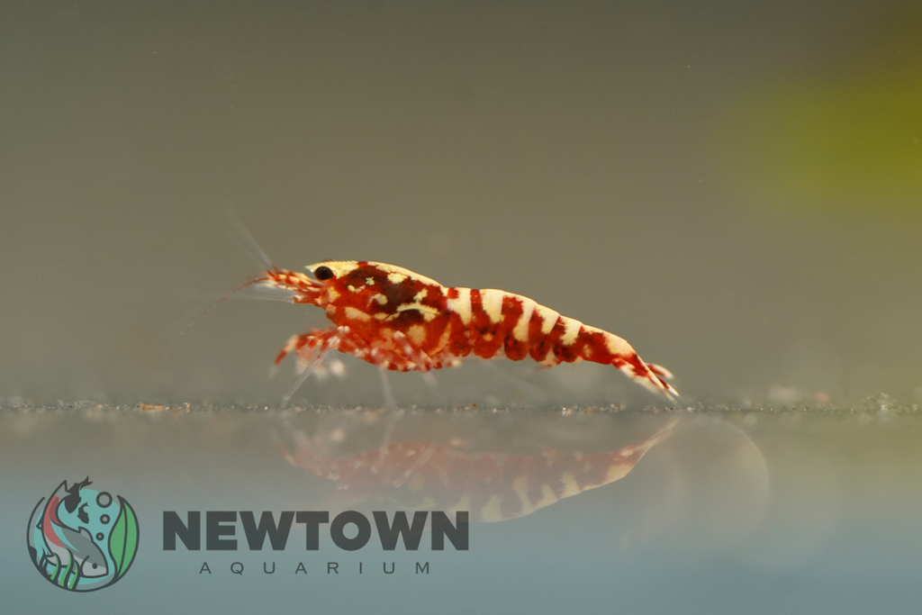 Red Galaxy Snowflake Shrimp