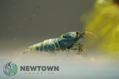 Blue Bolt Bee Shrimp