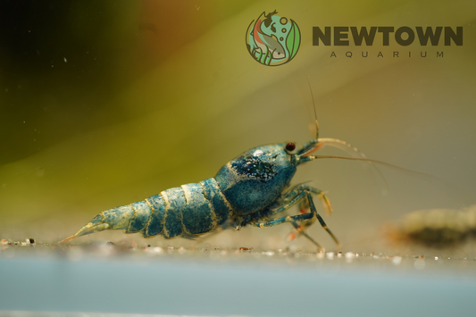 Blue Bolt Bee Shrimp