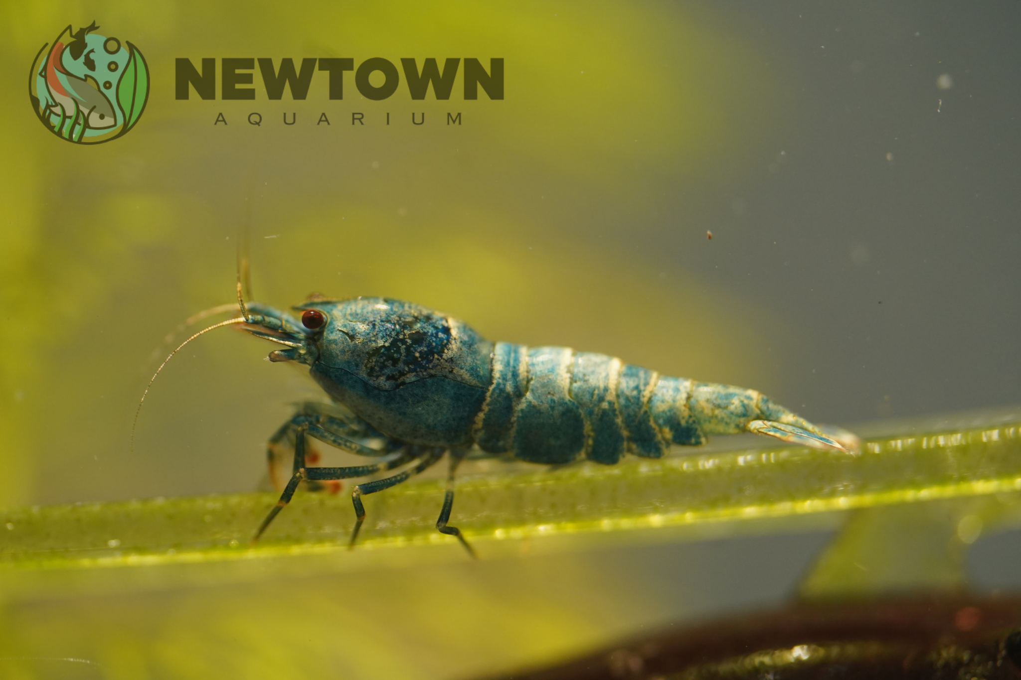 Blue Bolt Bee Shrimp