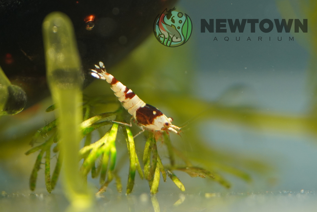 Red Wine Bee Shrimp