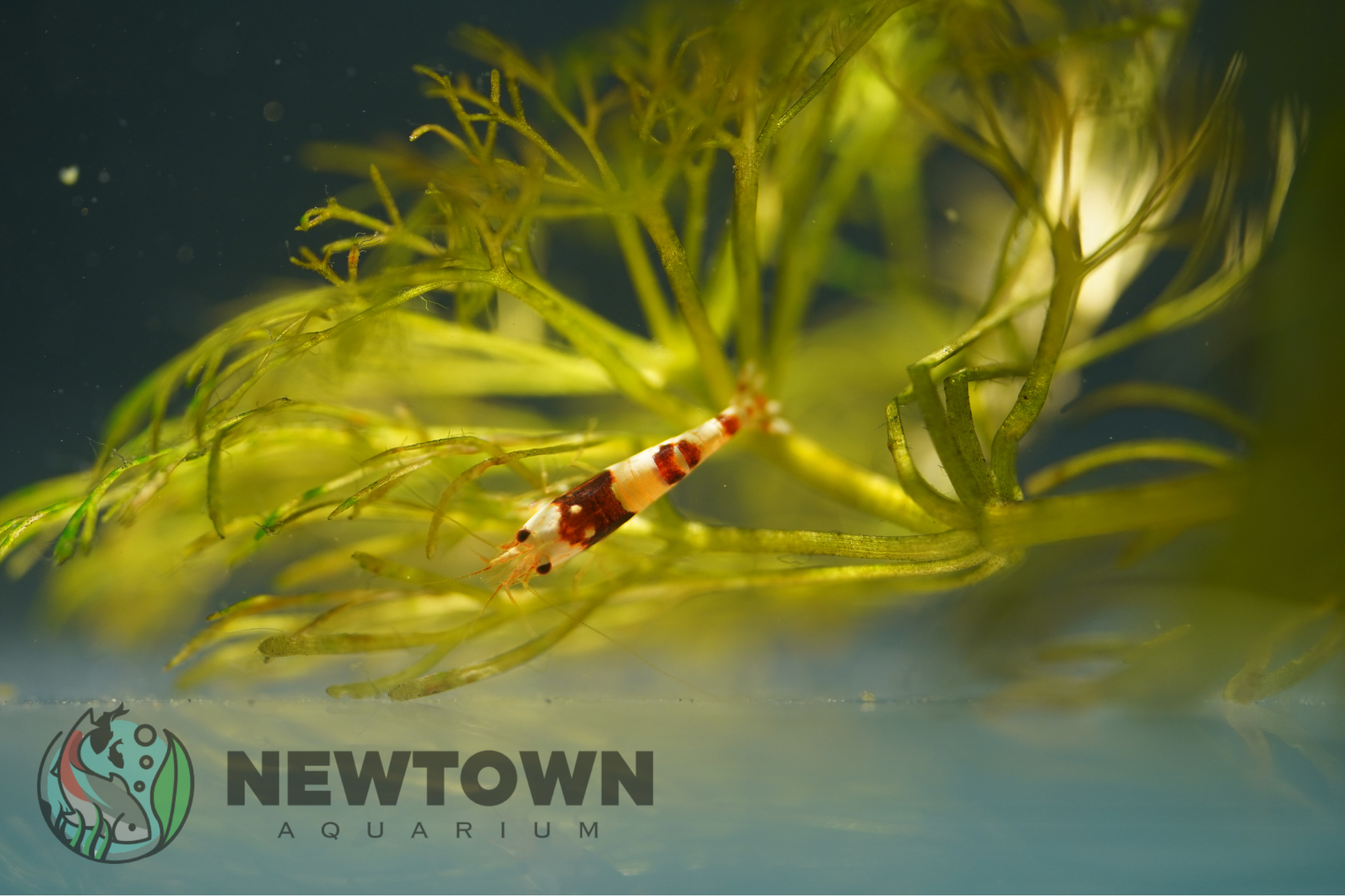 Red Wine Bee Shrimp