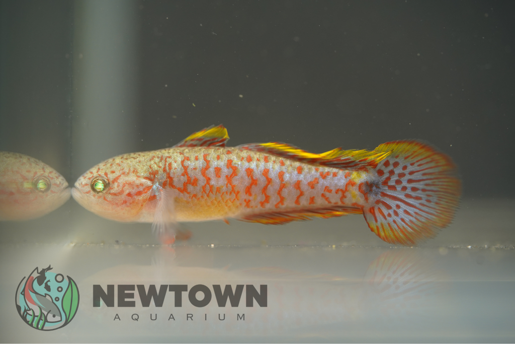 Purple Spotted Goby