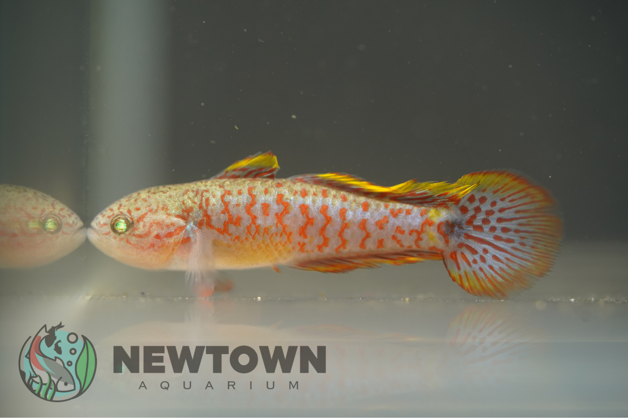 Purple Spotted Goby