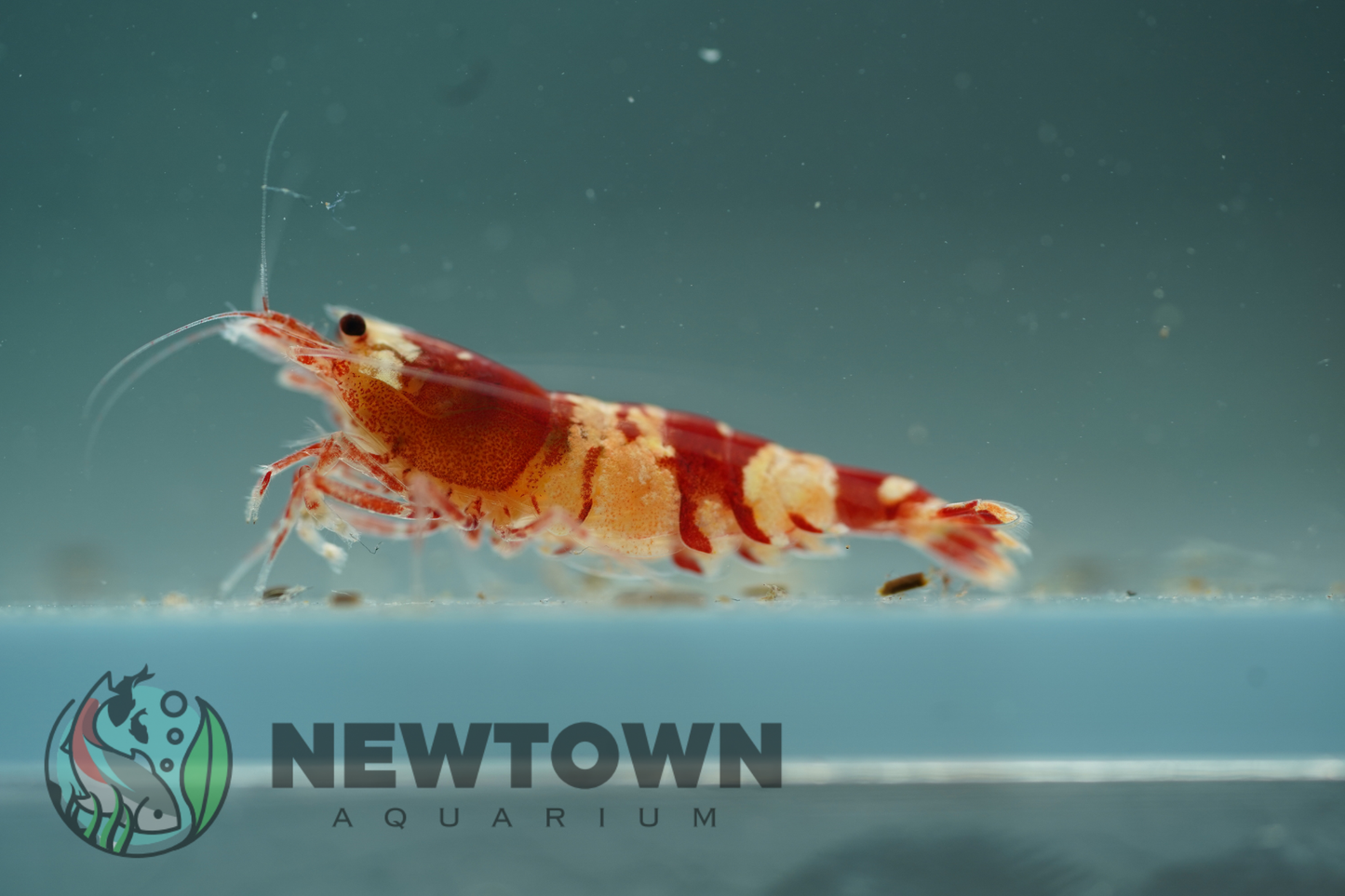 Crystal Red Shrimp - Standard