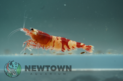 Crystal Red Shrimp - Standard