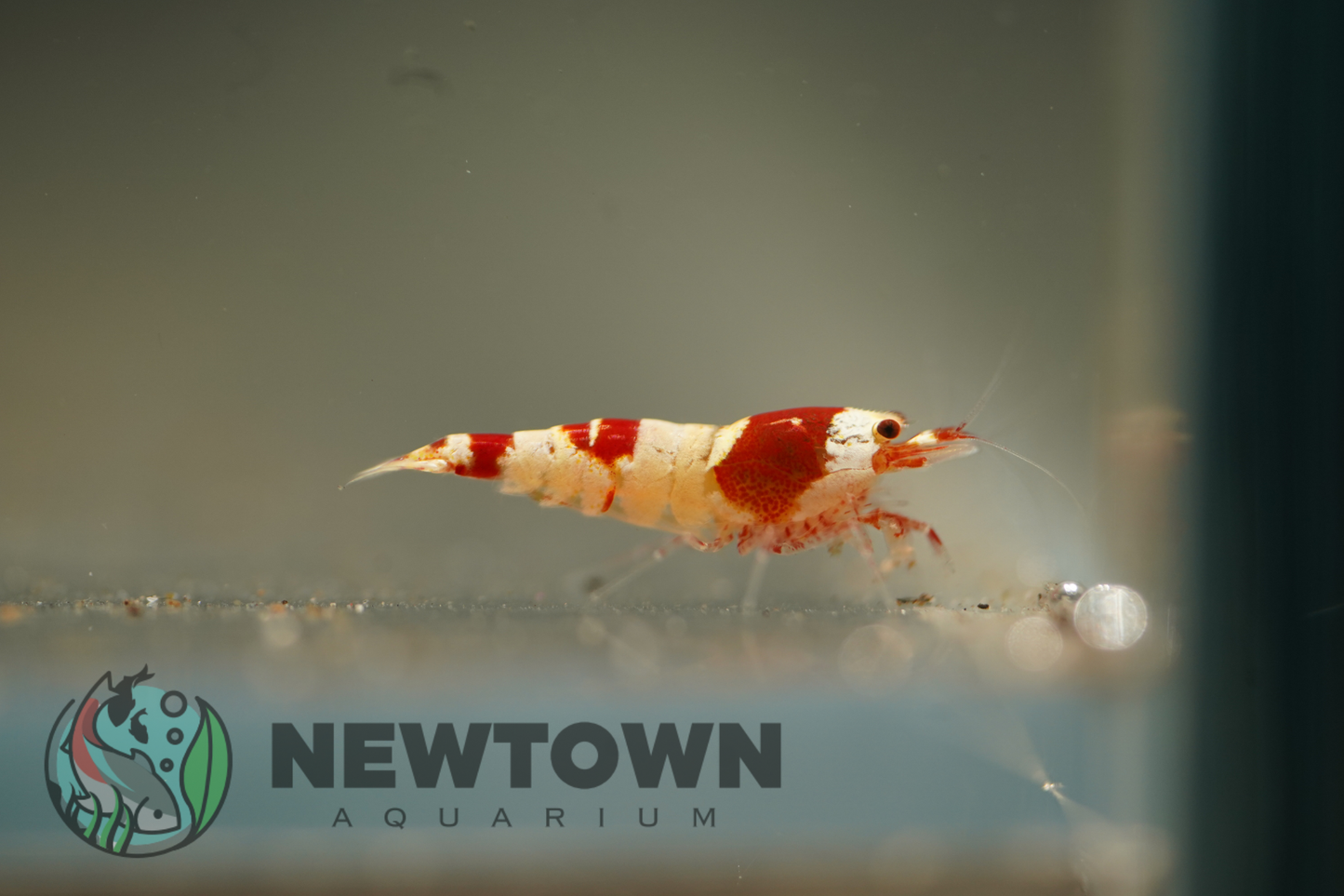 Crystal Red Shrimp - Standard