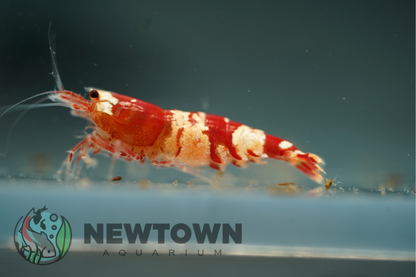 Crystal Red Shrimp - Standard