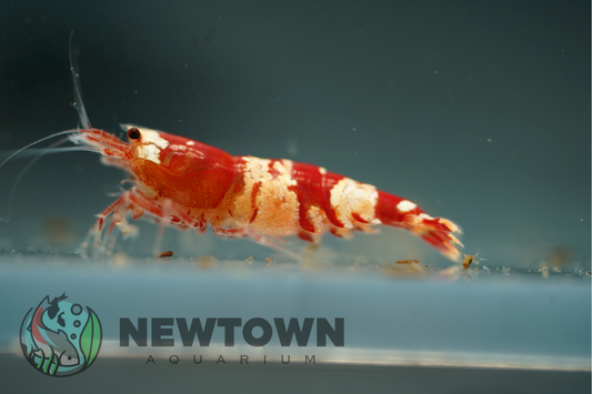 Crystal Red Shrimp - Standard