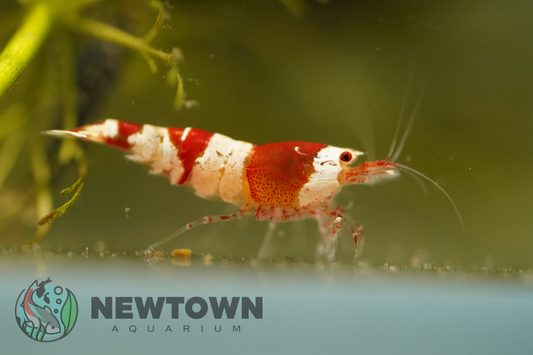 Crystal Red Shrimp - Standard