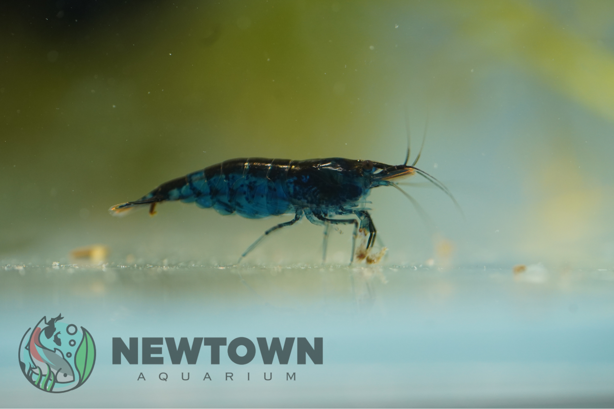 Blue Cherry Shrimp