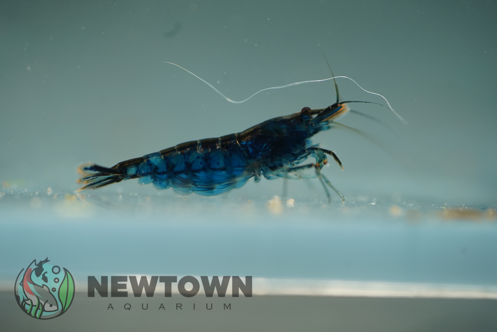 Blue Cherry Shrimp