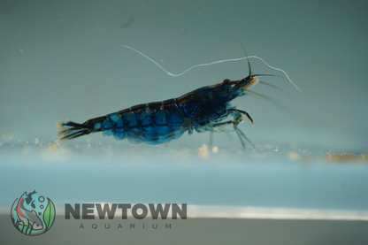 Blue Cherry Shrimp - Low Grade