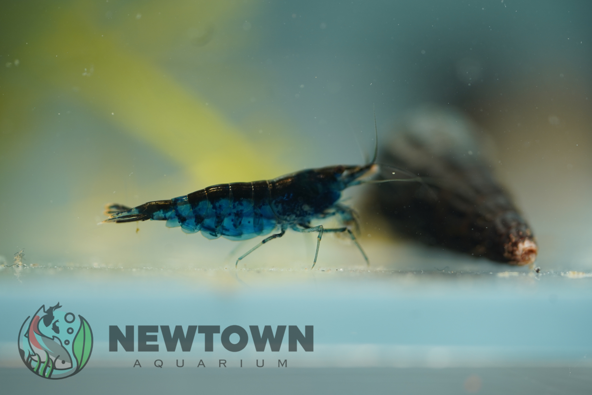 Blue Cherry Shrimp