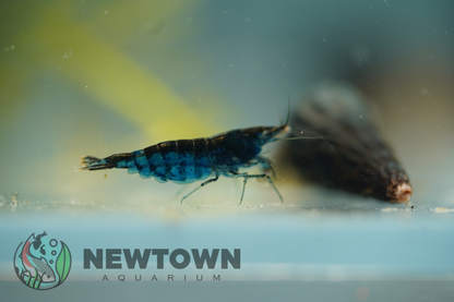 Blue Cherry Shrimp - Low Grade