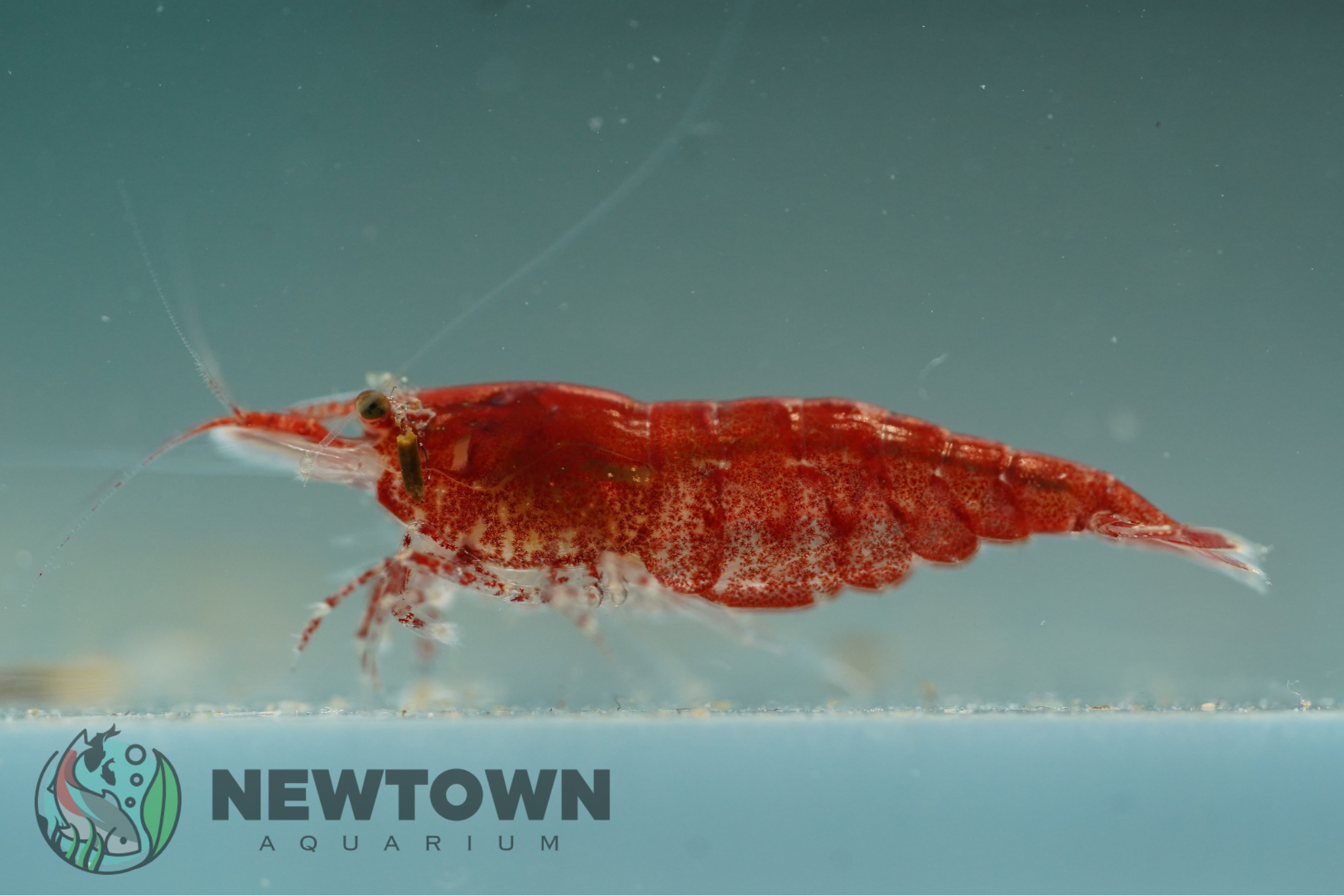 Cherry Shrimp