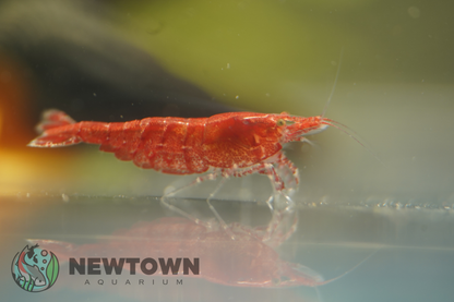 Cherry Shrimp - Low Grade