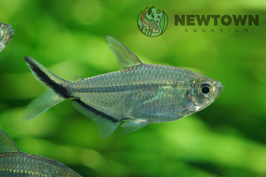 Costae Tetra