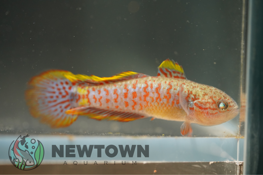 Purple Spotted Goby